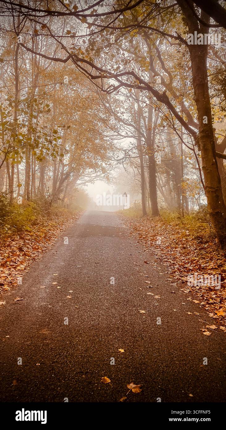 Eine leere Straße im Herbst in den Surrey Hills, Großbritannien Stockfoto