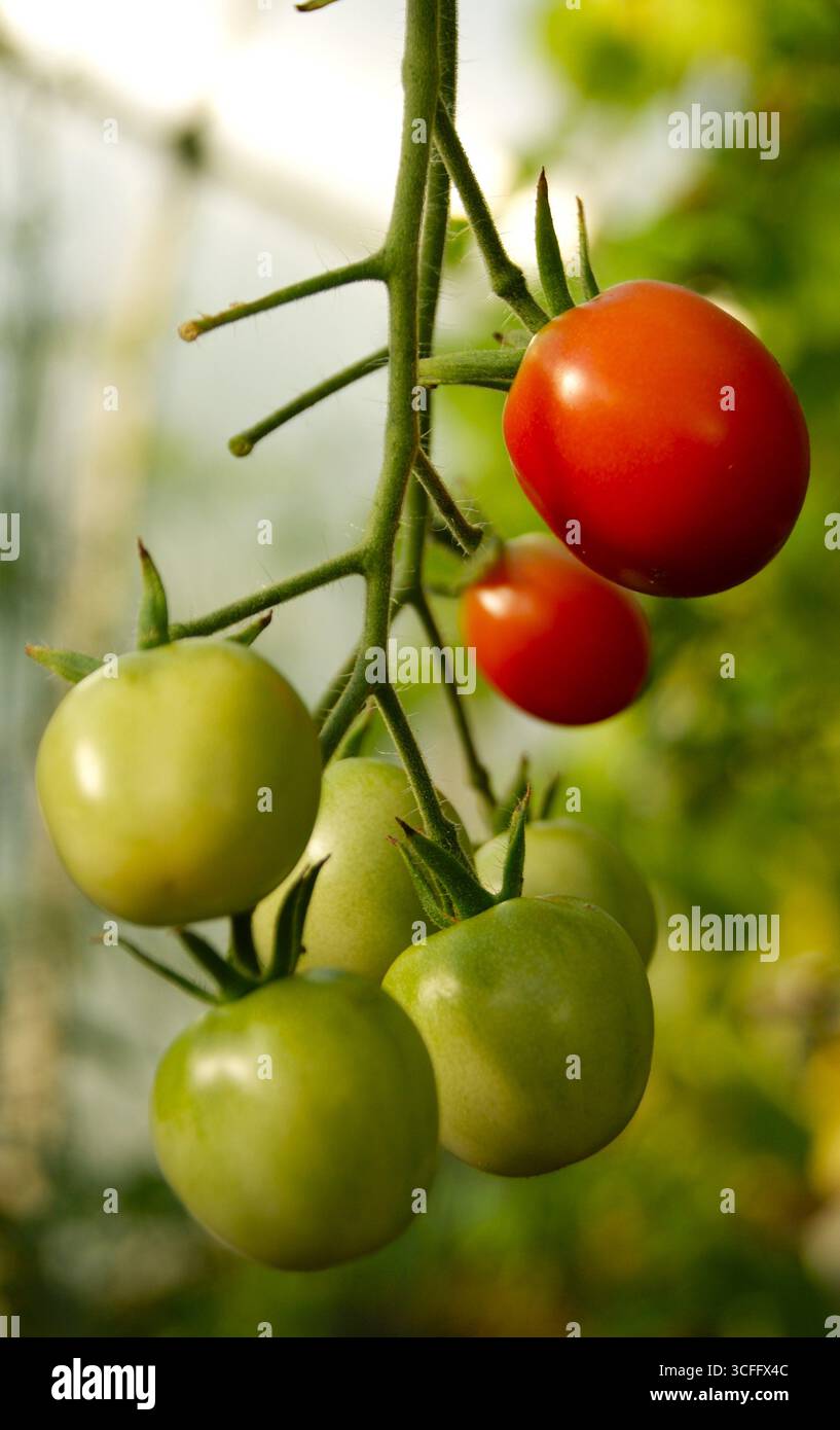Herbstfreuden - die Ernte von Tomaten am Busch, Nahaufnahme. Vertikales Foto, rote und grüne Tomaten auf einem Zweig. Hausgemachtes Gemüse, süße Speisen, richtige Ernährung und Vegetarismus Stockfoto