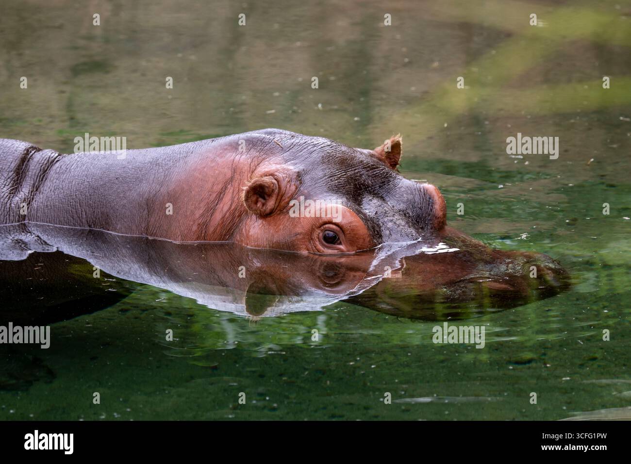 Topeka, Kansas. Nahaufnahme eines Flusses Hippopotamus; Hippopotamus amphibius, Schwimmen im Topeka Zoo. Stockfoto