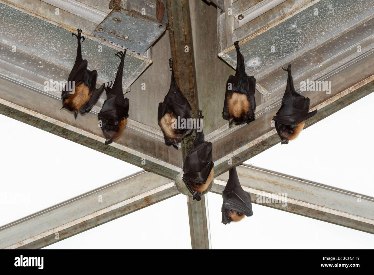 Topeka, Kansas. Topeka Zoo. Die größeren indischen Fruchtfledermäuse (Pteropus medius) nannten auch den indischen Flugfuchs, der an den Sparren hängt. Das Obst isst b Stockfoto