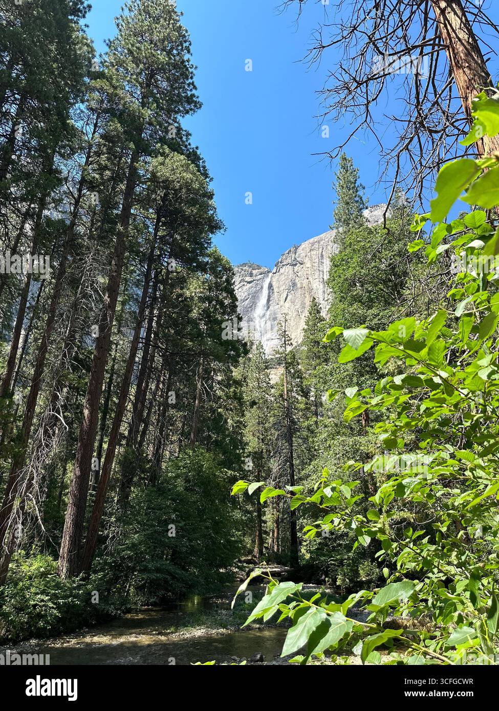Die Yosemite Falls fallen über Granitklippen, eingerahmt von hohen Kiefern und Waldvegetation im Yosemite National Park, Kalifornien. - Smartphone-aufgenommenes Stockfoto