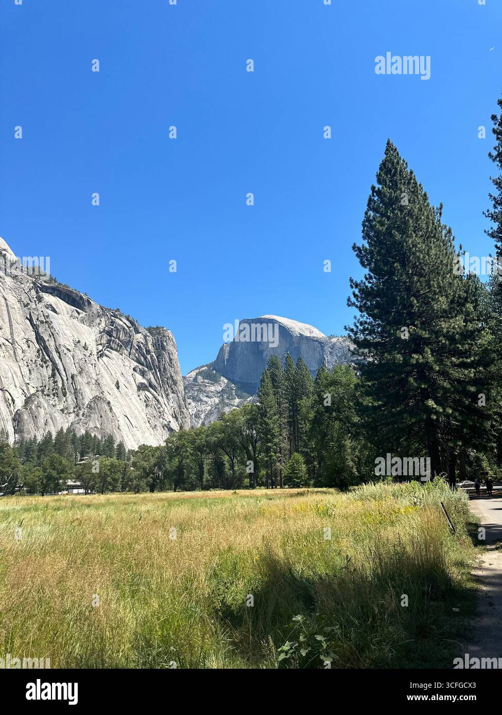 Ein malerischer Blick auf den Half Dome im Yosemite National Park, Kalifornien, umgeben von üppigen Wiesen, Kiefern und Granitklippen unter einem hellblauen Himmel. Stockfoto