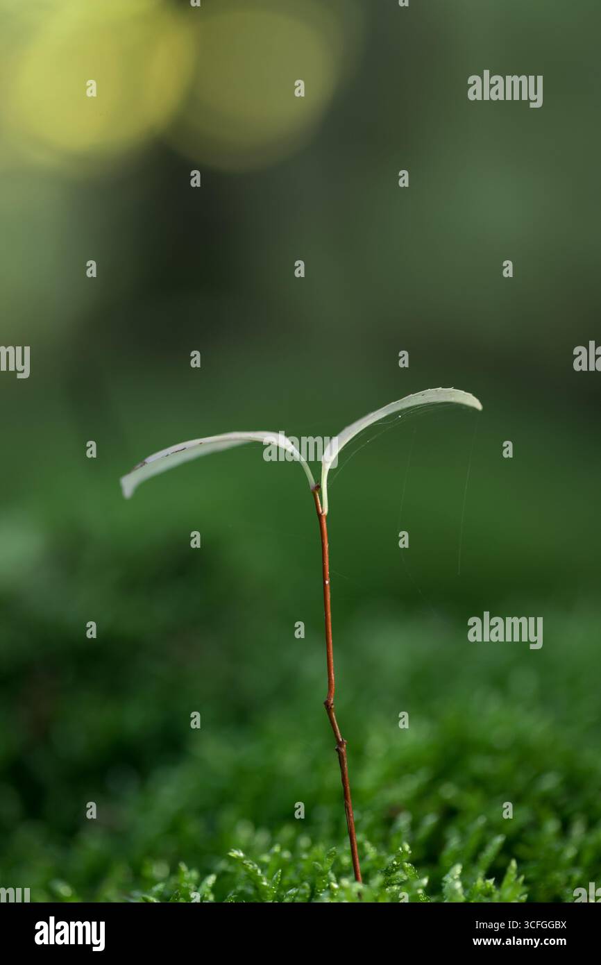 Spross in Waldnähe mit verschwommenem Hintergrund herum Stockfoto