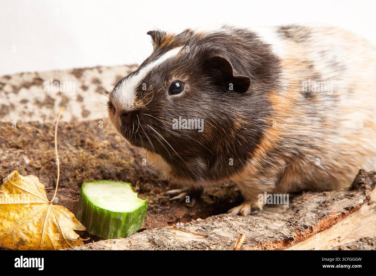 studio-Porträt eines dreifarbigen Meerschweinchens auf einem Stück Holzrinde, darunter eine frische Gurkenscheibe Stockfoto