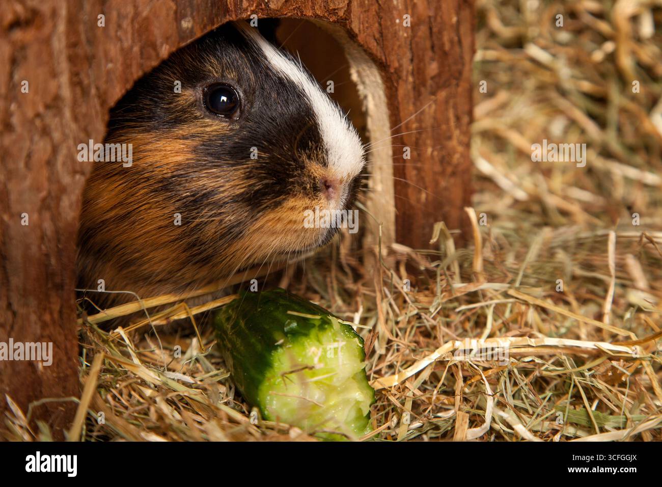 Dreifarbiges Meerschweinchen, das aus seinem natürlichen hölzernen Versteck hervorblickt, umgeben von Heu und genießen ein frisches Stück Gurke Stockfoto
