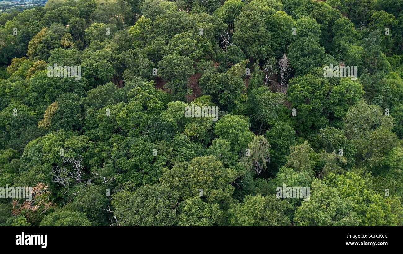 Aus der Vogelperspektive sehen Sie dichte Baumkronen in Worcestershire, England – üppige britische Wälder und natürliche Landschaften. Stockfoto