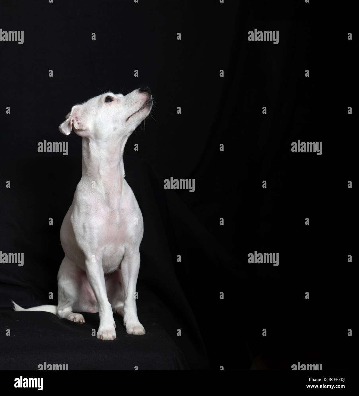 Alte kleine weiße Mischhunde auf schwarzem Hintergrund sehnt sich nach traurigem Blick in ihren Augen Stockfoto