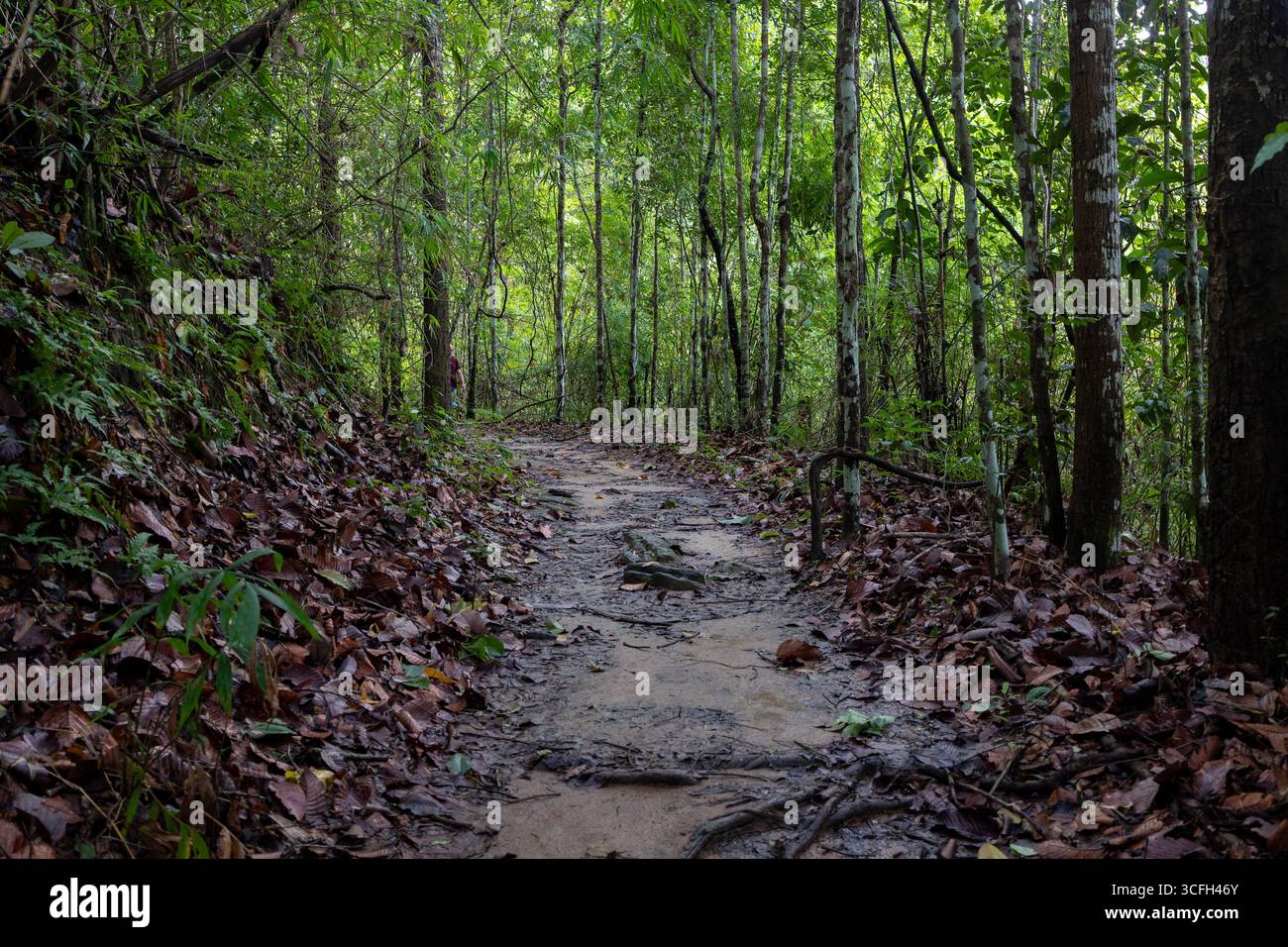 Ruhiger Waldweg, wunderschön umgeben von üppigem Grün. Stockfoto