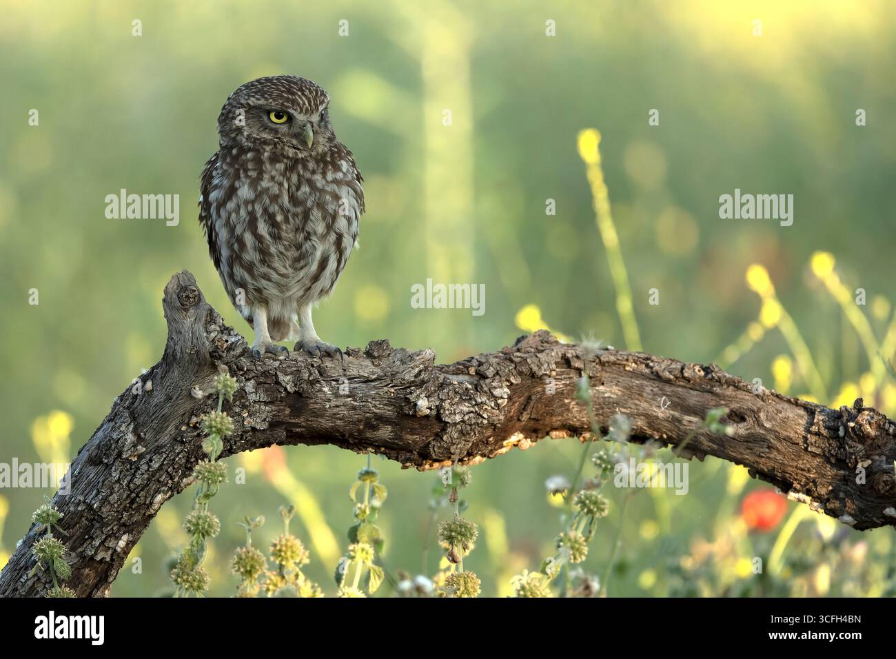 Kleine Eule in einem mediterranen Wald aus Oliven-, Eichen- und Kiefernbäumen, im ersten Licht Stockfoto