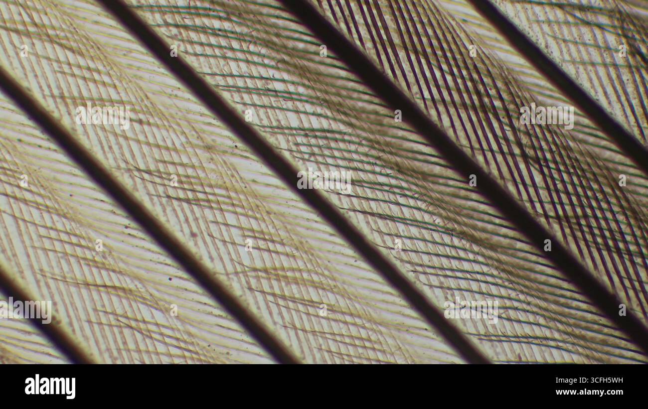 Lichtmikrographie einer Vogelfeder mit Mikrostruktur mit Widerhaken und Widerhaken. Histologische Sektion für Zoologie, Ornithologie und Tierbiologie. Stockfoto