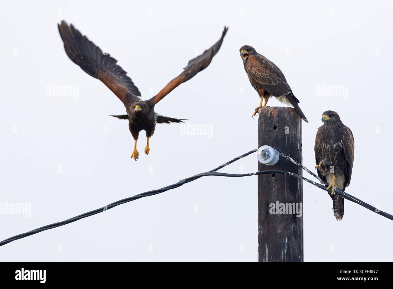 Zwei Jugendliche und Erwachsene Harris-Falken (Parabuteo unicinctus) hockten. Stockfoto