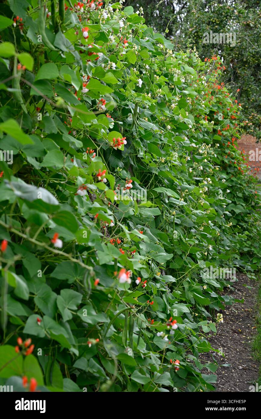 Gemischte Sommerpflanzen aus rot und weiß geblümten Läuferbohnen oder Phaseolus coccineus Painted Lady, White Moonlight und Red Rum UK Garden August Stockfoto