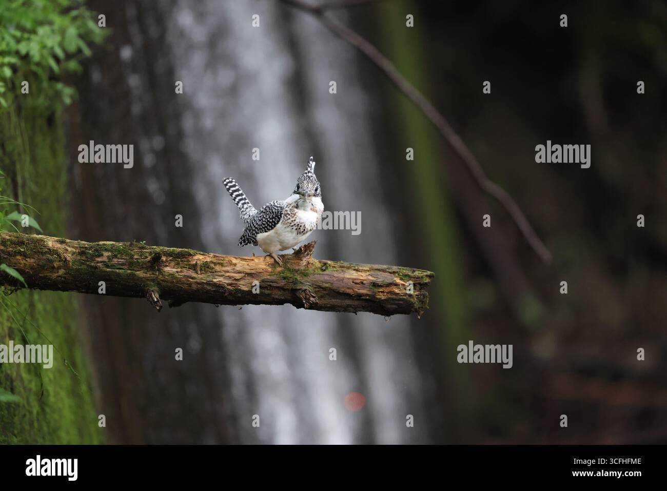 Der wappeneisvogel (Megaceryle lugubris pallida) ist ein sehr großer eisvogel, der in Teilen Südasiens beheimatet ist. Dieses Foto wurde in Hokk aufgenommen Stockfoto
