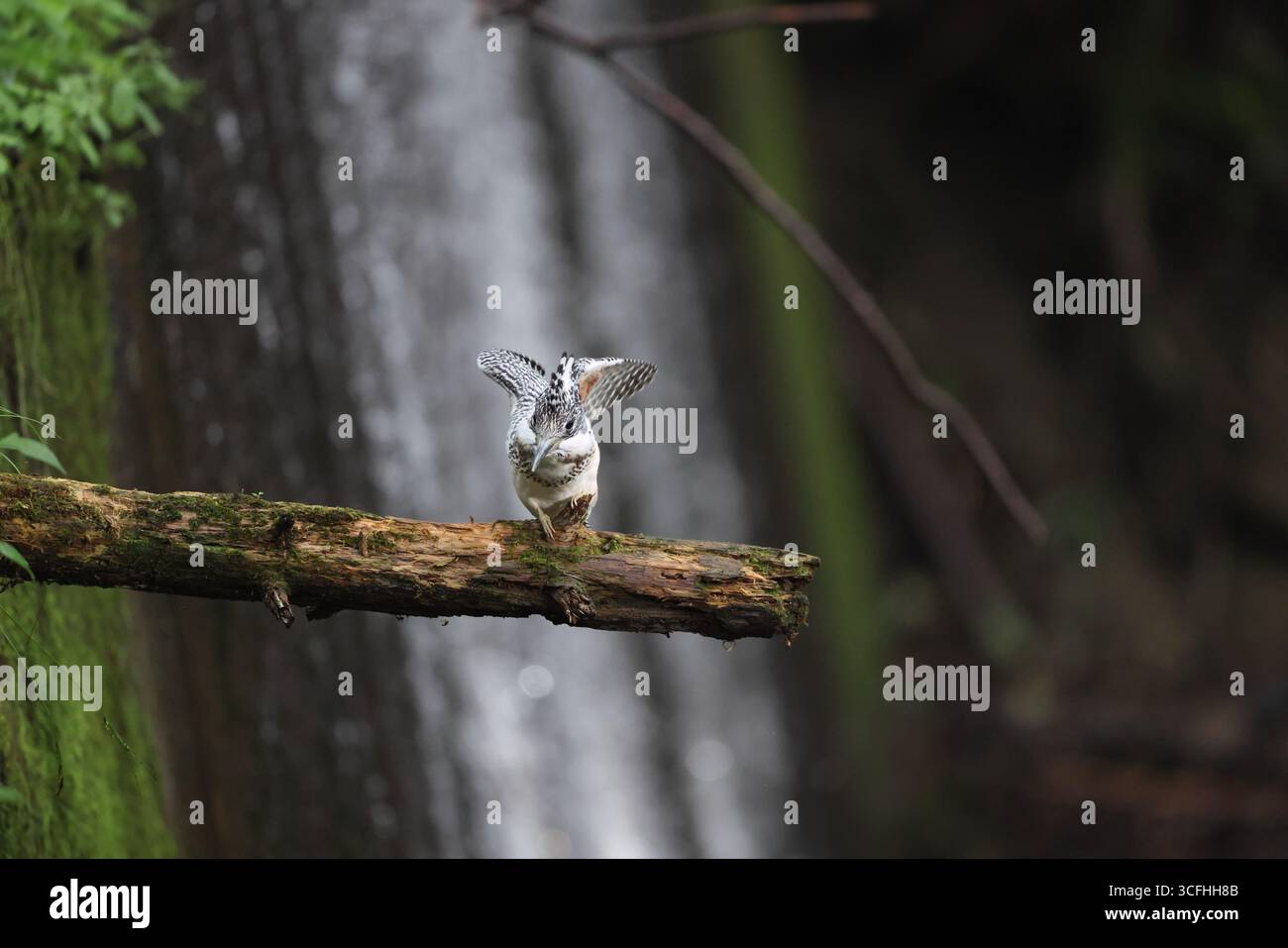Der wappeneisvogel (Megaceryle lugubris pallida) ist ein sehr großer eisvogel, der in Teilen Südasiens beheimatet ist. Dieses Foto wurde in Hokk aufgenommen Stockfoto