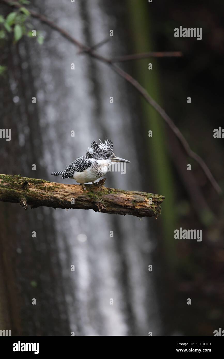 Der wappeneisvogel (Megaceryle lugubris pallida) ist ein sehr großer eisvogel, der in Teilen Südasiens beheimatet ist. Dieses Foto wurde in Hokk aufgenommen Stockfoto