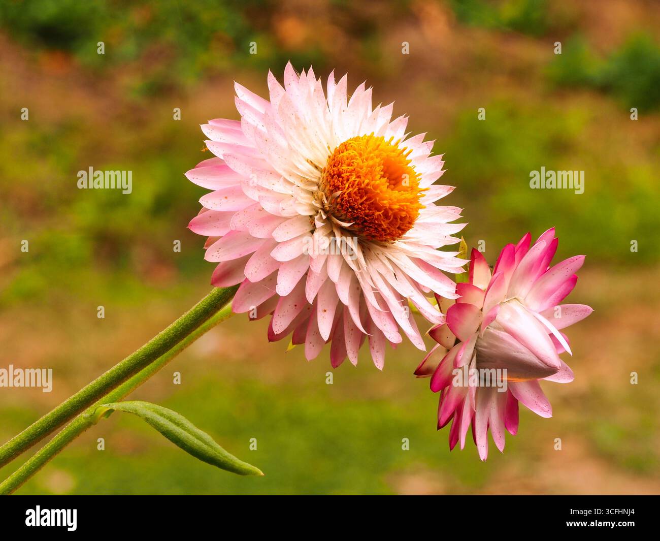 Ewige Blüten mit schönen Farben auf langanhaltenden Blüten zum Trocknen Stockfoto