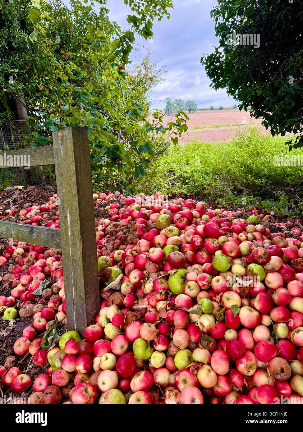 Windfall-Äpfel auf einem Komposthaufen im ländlichen England, Großbritannien Stockfoto