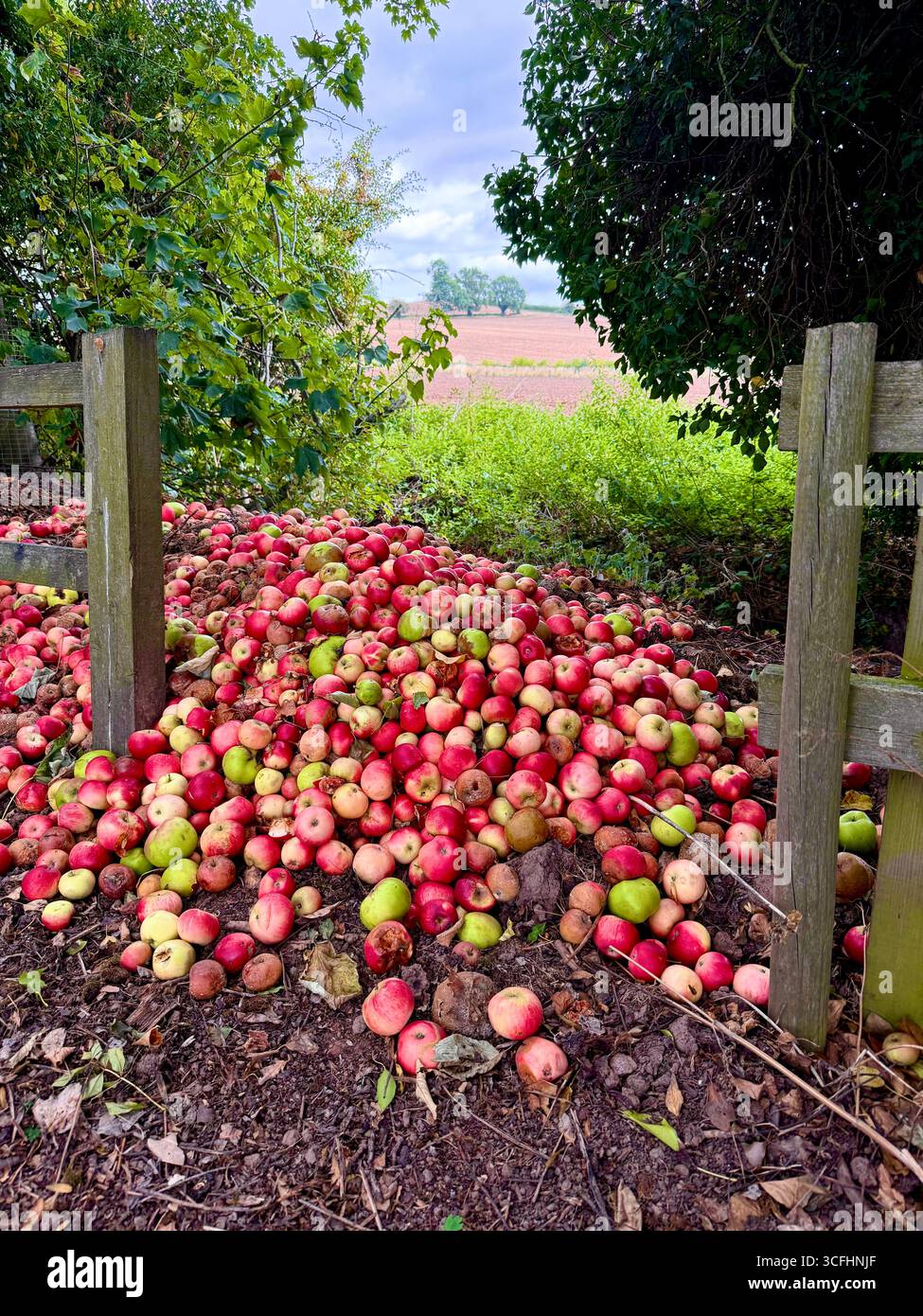 Windfall-Äpfel auf einem Komposthaufen im ländlichen England, Großbritannien Stockfoto