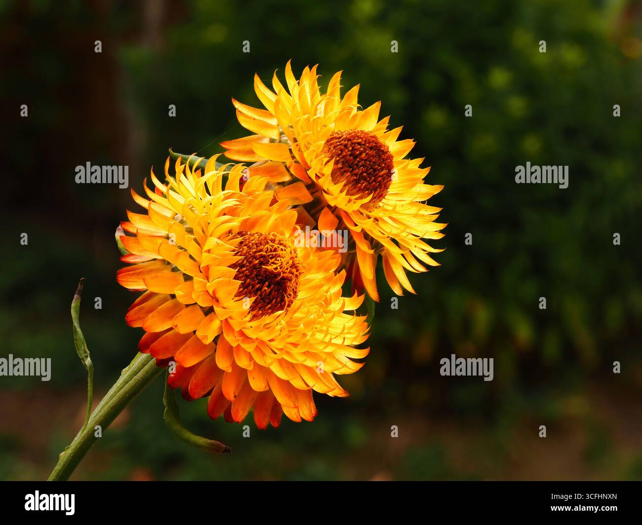Ewige Blüten mit schönen Farben auf langanhaltenden Blüten zum Trocknen Stockfoto
