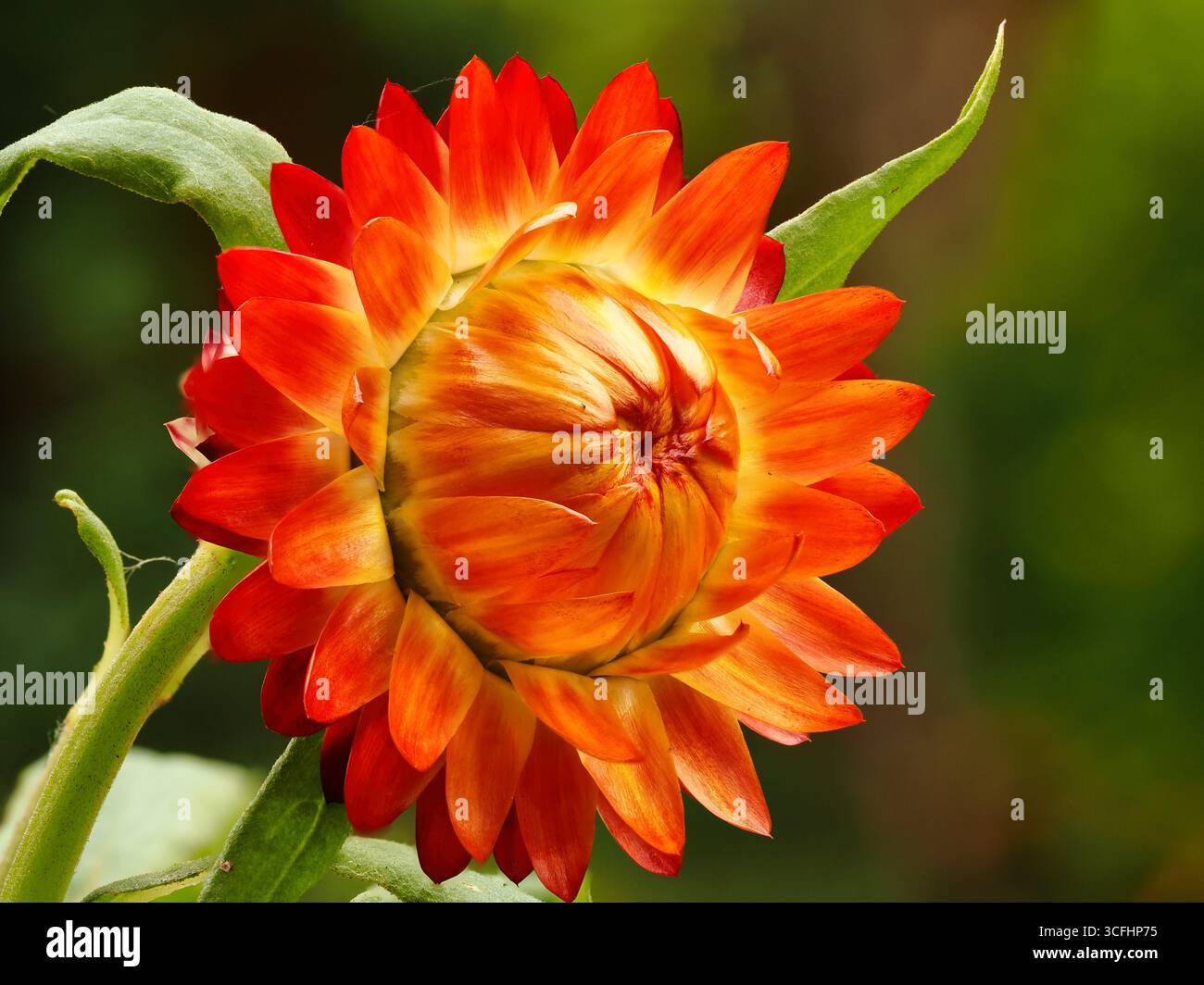 Ewige Blüten mit schönen Farben auf langanhaltenden Blüten zum Trocknen Stockfoto