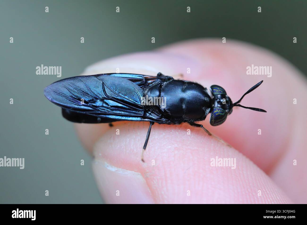 Schwarze Soldatenfliegenart Hermetia erhellt in hoher Auflösung mit extremem Fokus. Stockfoto