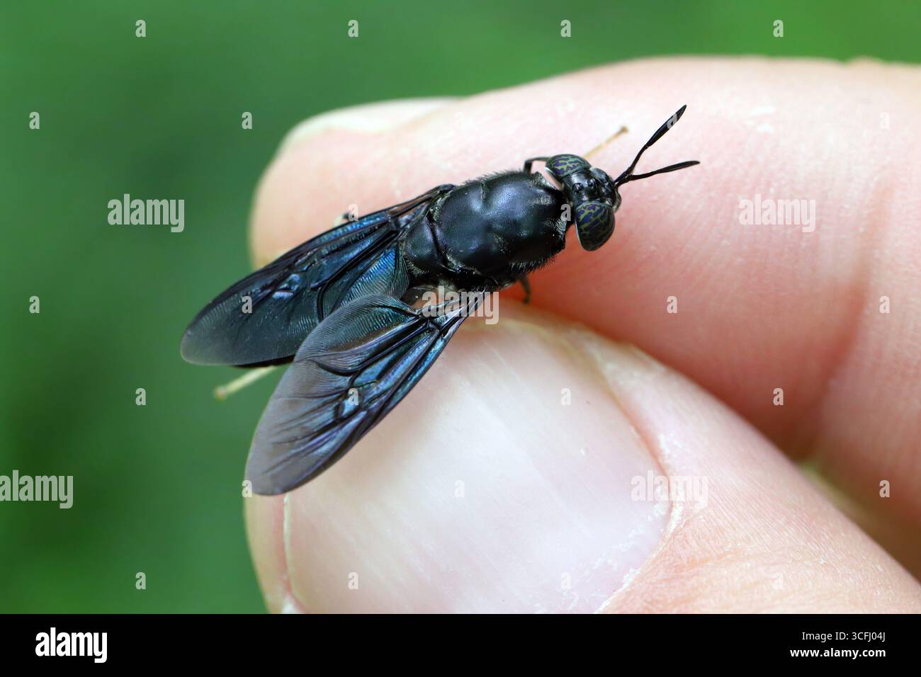 Schwarze Soldatenfliegenart Hermetia illucens. Eine Fliege, die in den Fingern gehalten wird. Stockfoto