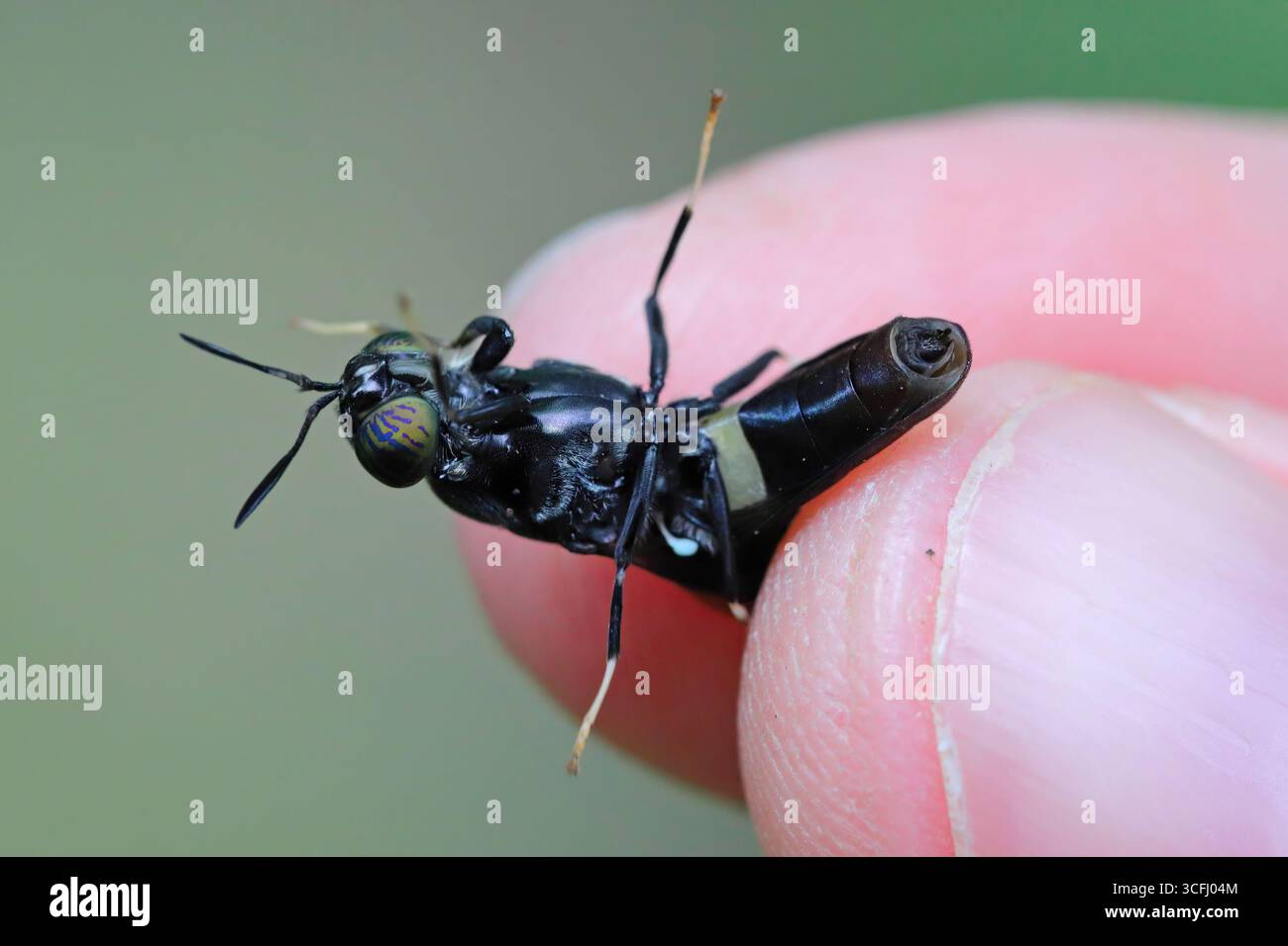 Schwarze Soldatenfliegenart Hermetia illucens. Eine Fliege, die zwischen den Fingern gehalten wird. Ansicht der Unterseite des Körpers. Stockfoto