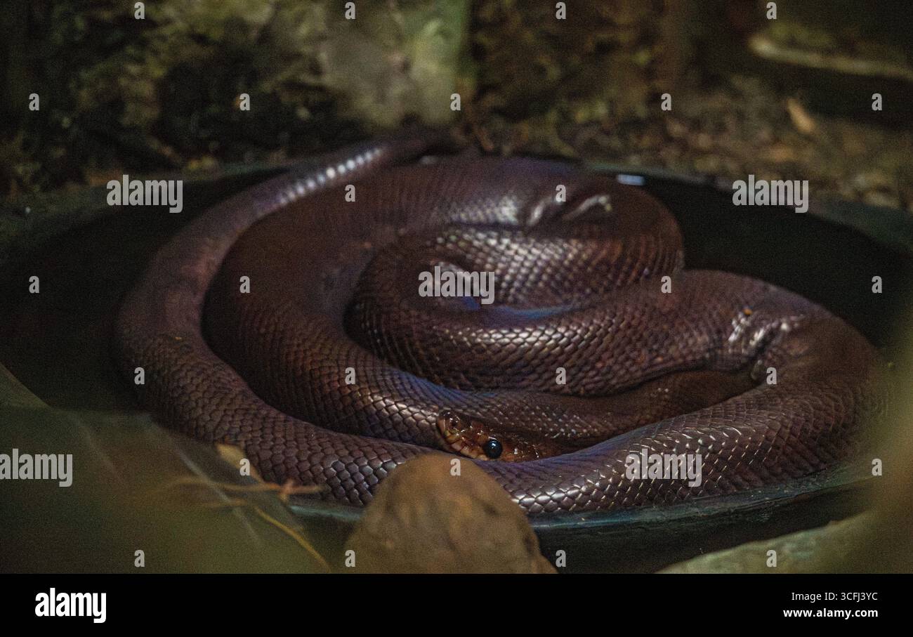 Nahaufnahme einer braunen Schlange, die sich im Wasser in einem Wildlife Recovery Center in Tolima, Kolumbien, befindet und die reiche Artenvielfalt der Region zeigt. Stockfoto Nahaufnahme einer braunen Schlange, die sich im Wasser in einem Wildlife Recovery Center in Tolima, Kolumbien, befindet und die reiche Artenvielfalt der Region zeigt. Stockfoto