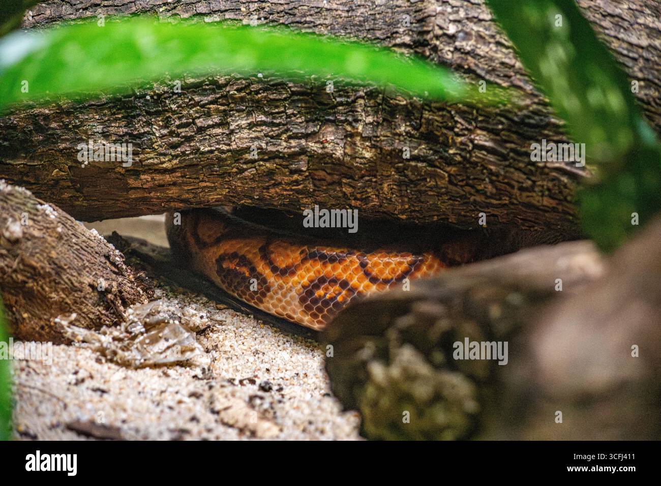 Eine lebendige Schlange, die teilweise zwischen Ästen und Blättern versteckt ist und ihre wunderschönen Schuppen in einer Wildnis in Tolima, Kolumbien, zeigt. Stockfoto Eine lebendige Schlange, die teilweise zwischen Ästen und Blättern versteckt ist und ihre wunderschönen Schuppen in einer Wildnis in Tolima, Kolumbien, zeigt. Stockfoto