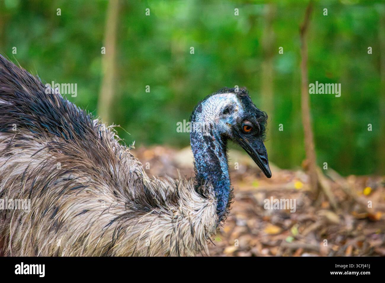 Eine Nahaufnahme eines Vogels in einem Wildtiererholungszentrum in Tolima, Kolumbien, in dem die Bemühungen um den Schutz der Natur und der Fauna gezeigt werden. Stockfoto Eine Nahaufnahme eines Vogels in einem Wildtiererholungszentrum in Tolima, Kolumbien, in dem die Bemühungen um den Schutz der Natur und der Fauna gezeigt werden. Stockfoto