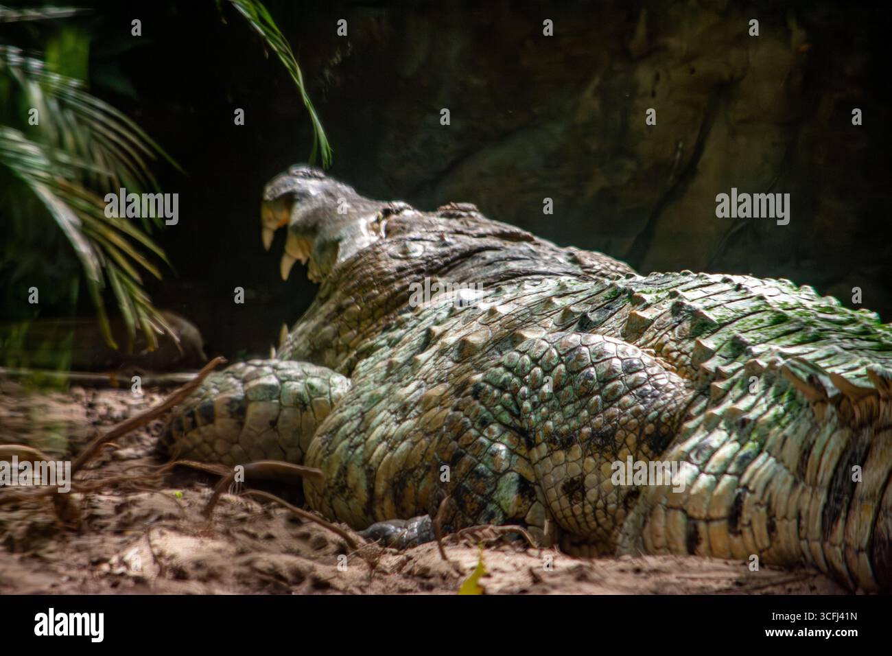 Ein Caiman Llanero liegt friedlich in einem Erholungszentrum für Wildtiere in Tolima, Kolumbien, und zeigt die reiche Artenvielfalt der Region. Stockfoto Ein Caiman Llanero liegt friedlich in einem Erholungszentrum für Wildtiere in Tolima, Kolumbien, und zeigt die reiche Artenvielfalt der Region. Stockfoto