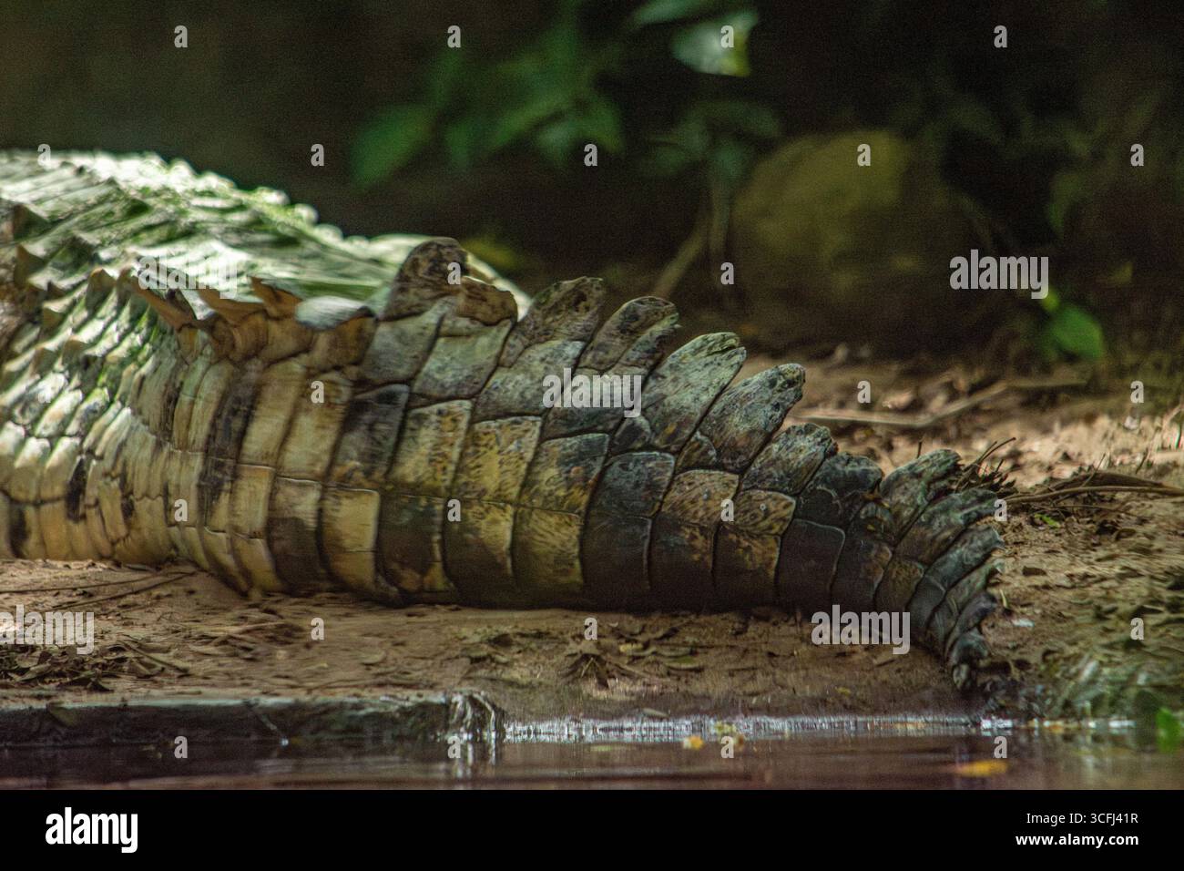 Eine Nahaufnahme des Schwanzes eines Kaimans, der auf dem Boden in einer natürlichen Umgebung liegt, veranschaulicht die Bemühungen um die Wiedergewinnung von Wildtieren in Tolima, Kolumbien. Stockfoto Eine Nahaufnahme des Schwanzes eines Kaimans, der auf dem Boden in einer natürlichen Umgebung liegt, veranschaulicht die Bemühungen um die Wiedergewinnung von Wildtieren in Tolima, Kolumbien. Stockfoto