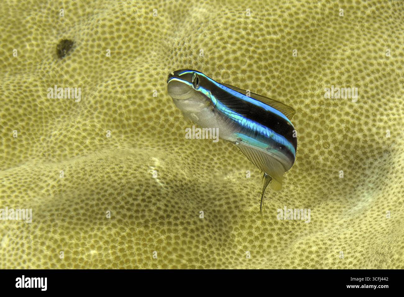 Unterwasserfoto Nahaufnahme von blau gestreiftem Säbelzahnblenny (Plagiotremus rhinorhynchos) blau gestreifter Blenni blau gestreifter Blenni vor kleinem- Stockfoto