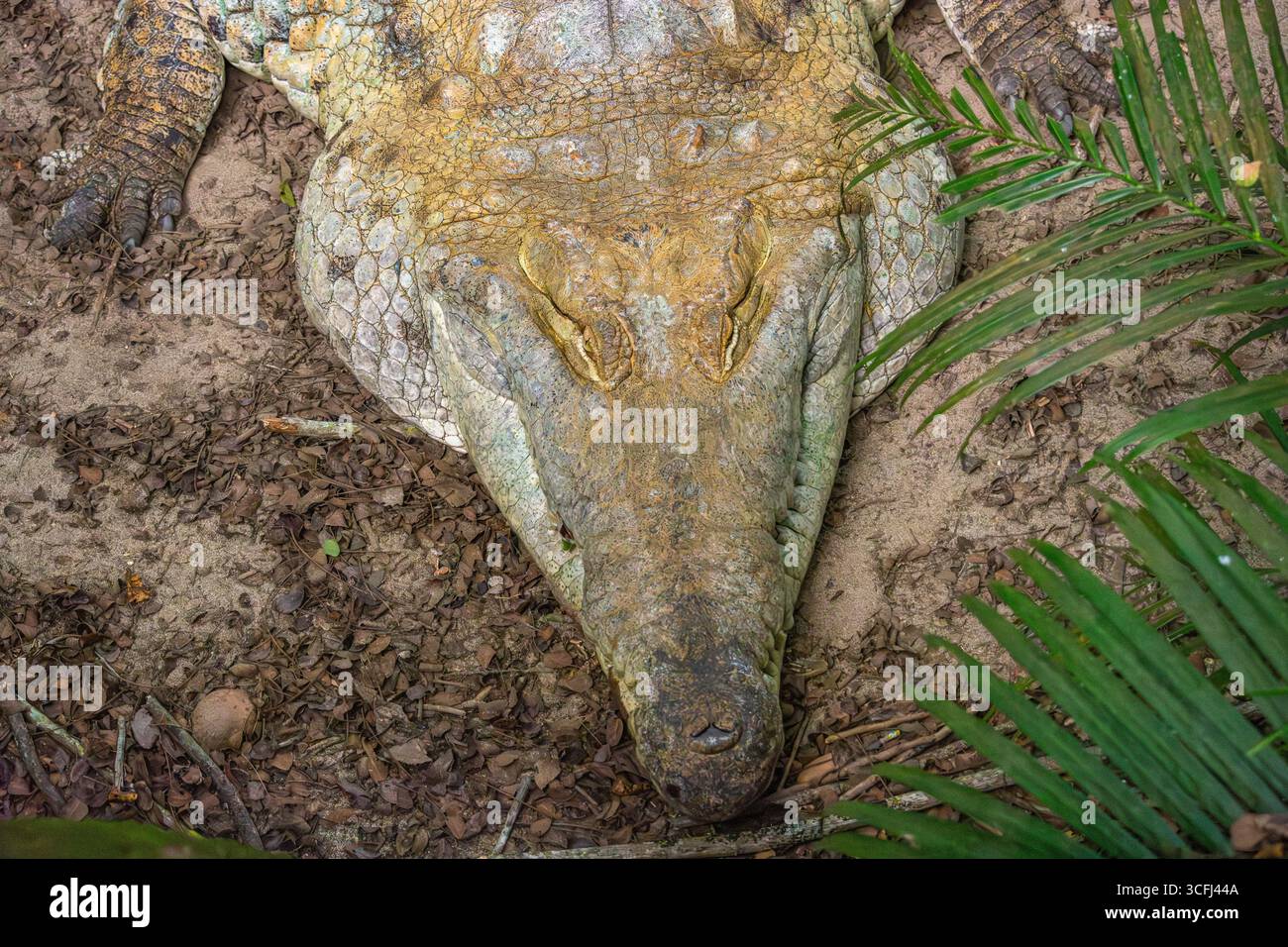 Eine Nahaufnahme einer Kaiman-Eidechse, die in einem von natürlicher Vegetation umgebenen Wildtiergebiet in Tolima, Kolumbien, ruht. Stockfoto Eine Nahaufnahme einer Kaiman-Eidechse, die in einem von natürlicher Vegetation umgebenen Wildtiergebiet in Tolima, Kolumbien, ruht. Stockfoto