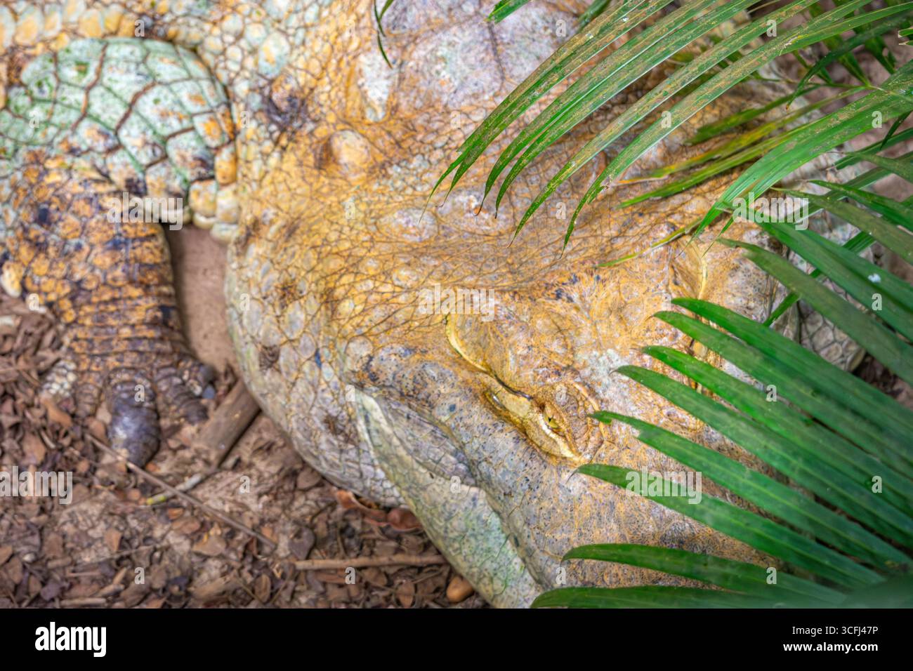 Eine Nahaufnahme einer Kaiman-Eidechse, umgeben von Grün, in einem Wildlife Recovery Center in Tolima, Kolumbien. Stockfoto Eine Nahaufnahme einer Kaiman-Eidechse, umgeben von Grün, in einem Wildlife Recovery Center in Tolima, Kolumbien. Stockfoto