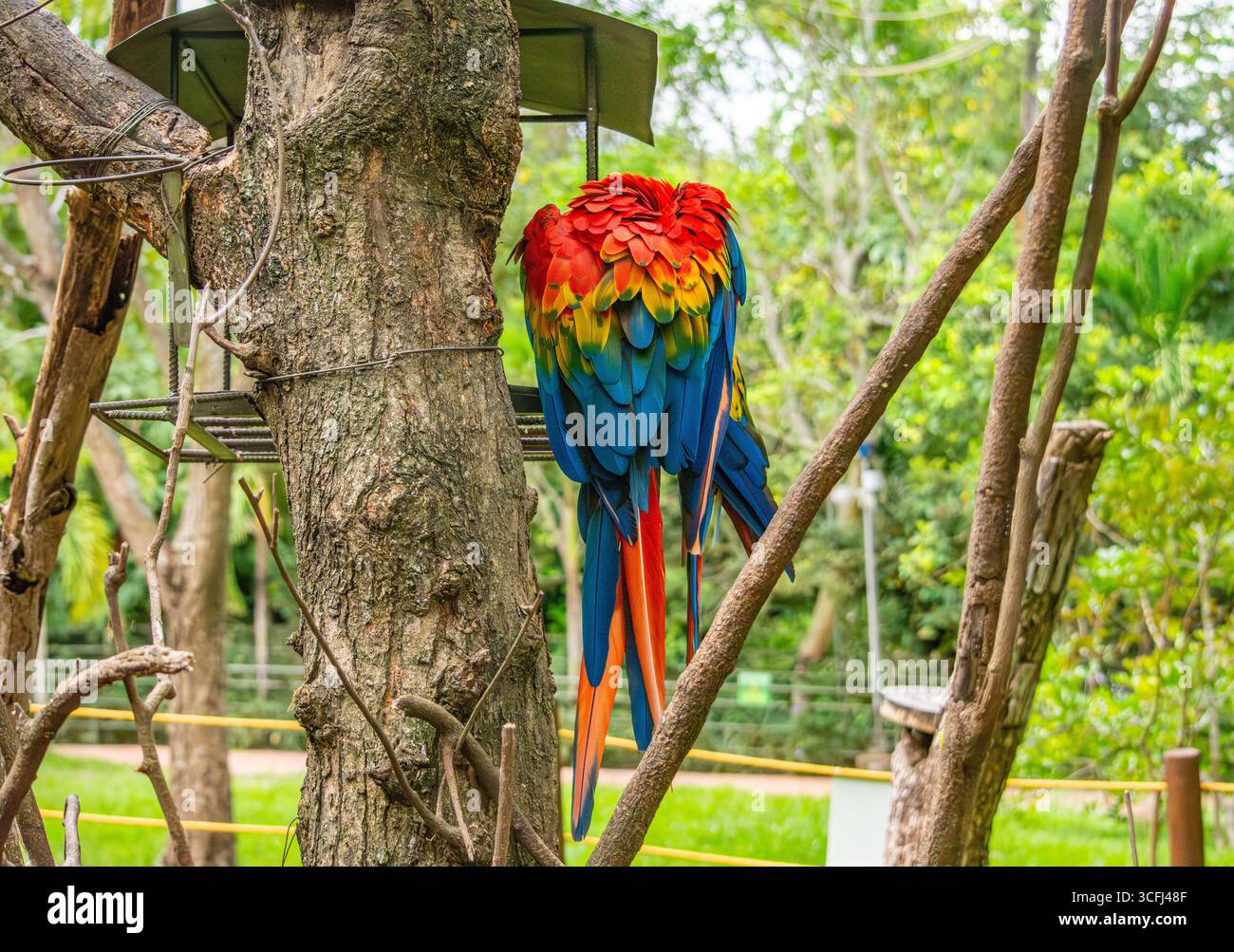 Ein lebendiger Ara auf einem Baum, der sein atemberaubendes Gefieder in einem Wildtierreservat in Tolima, Kolumbien, zeigt. Stockfoto Ein lebendiger Ara auf einem Baum, der sein atemberaubendes Gefieder in einem Wildtierreservat in Tolima, Kolumbien, zeigt. Stockfoto