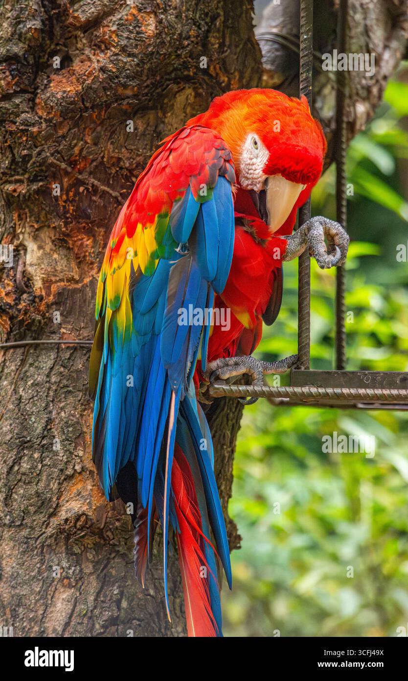 Ein lebendiger Scharlach auf einem Baum, der sein farbenfrohes Gefieder in einem Lebensraum für Wildtiere in Tolima, Kolumbien, zeigt. Stockfoto Ein lebendiger Scharlach auf einem Baum, der sein farbenfrohes Gefieder in einem Lebensraum für Wildtiere in Tolima, Kolumbien, zeigt. Stockfoto