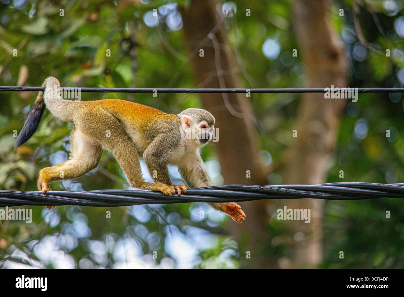 Ein Eichhörnchenaffe, der auf Stromleitungen inmitten üppiger Grünflächen in Tolima, Kolumbien, läuft und zeigt, wie sich Wildtiere erholt haben. Stockfoto Ein Eichhörnchenaffe, der auf Stromleitungen inmitten üppiger Grünflächen in Tolima, Kolumbien, läuft und zeigt, wie sich Wildtiere erholt haben. Stockfoto