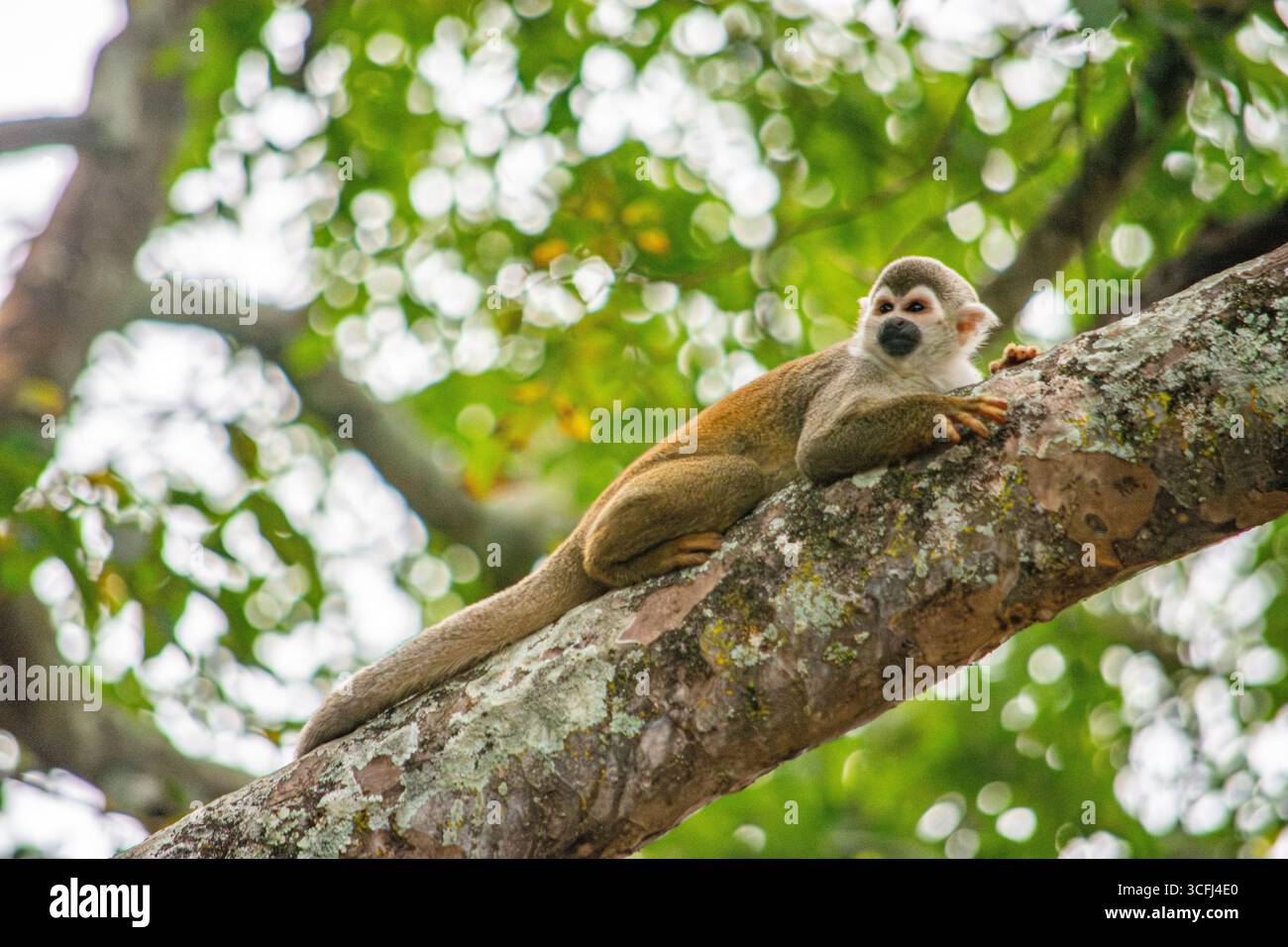 Ein Eichhörnchenaffe entspannt sich auf einem Baumzweig in Tolima, Kolumbien, und hebt die Bemühungen um die Wiedergewinnung von Wildtieren in der Natur hervor. Stockfoto Ein Eichhörnchenaffe entspannt sich auf einem Baumzweig in Tolima, Kolumbien, und hebt die Bemühungen um die Wiedergewinnung von Wildtieren in der Natur hervor. Stockfoto