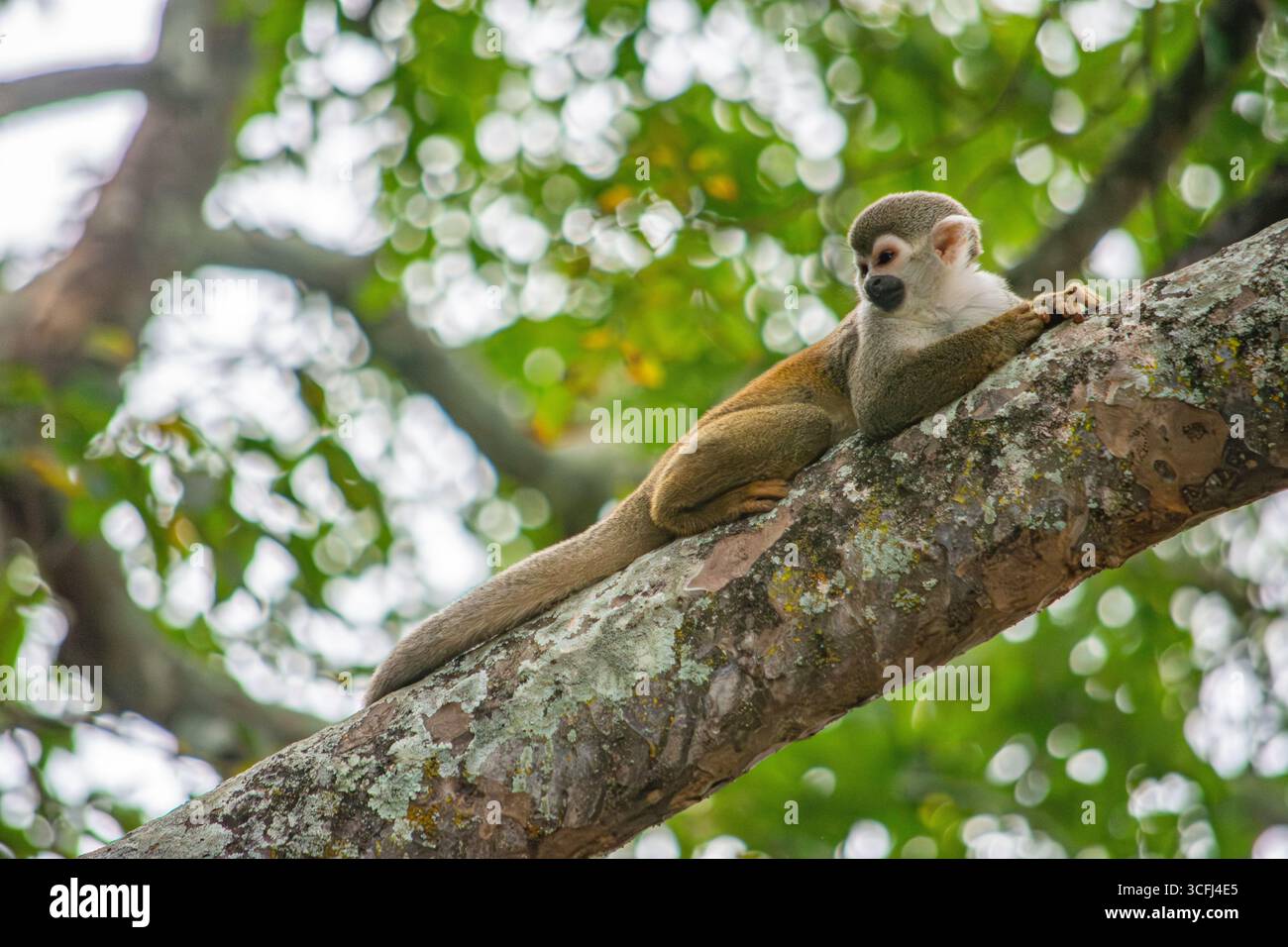 Ein Eichhörnchenaffe, der sich auf einem Zweig in Tolima, Kolumbien, entspannt und die Bemühungen um die Erholung von Natur und Wildtieren zeigt. Stockfoto Ein Eichhörnchenaffe, der sich auf einem Zweig in Tolima, Kolumbien, entspannt und die Bemühungen um die Erholung von Natur und Wildtieren zeigt. Stockfoto