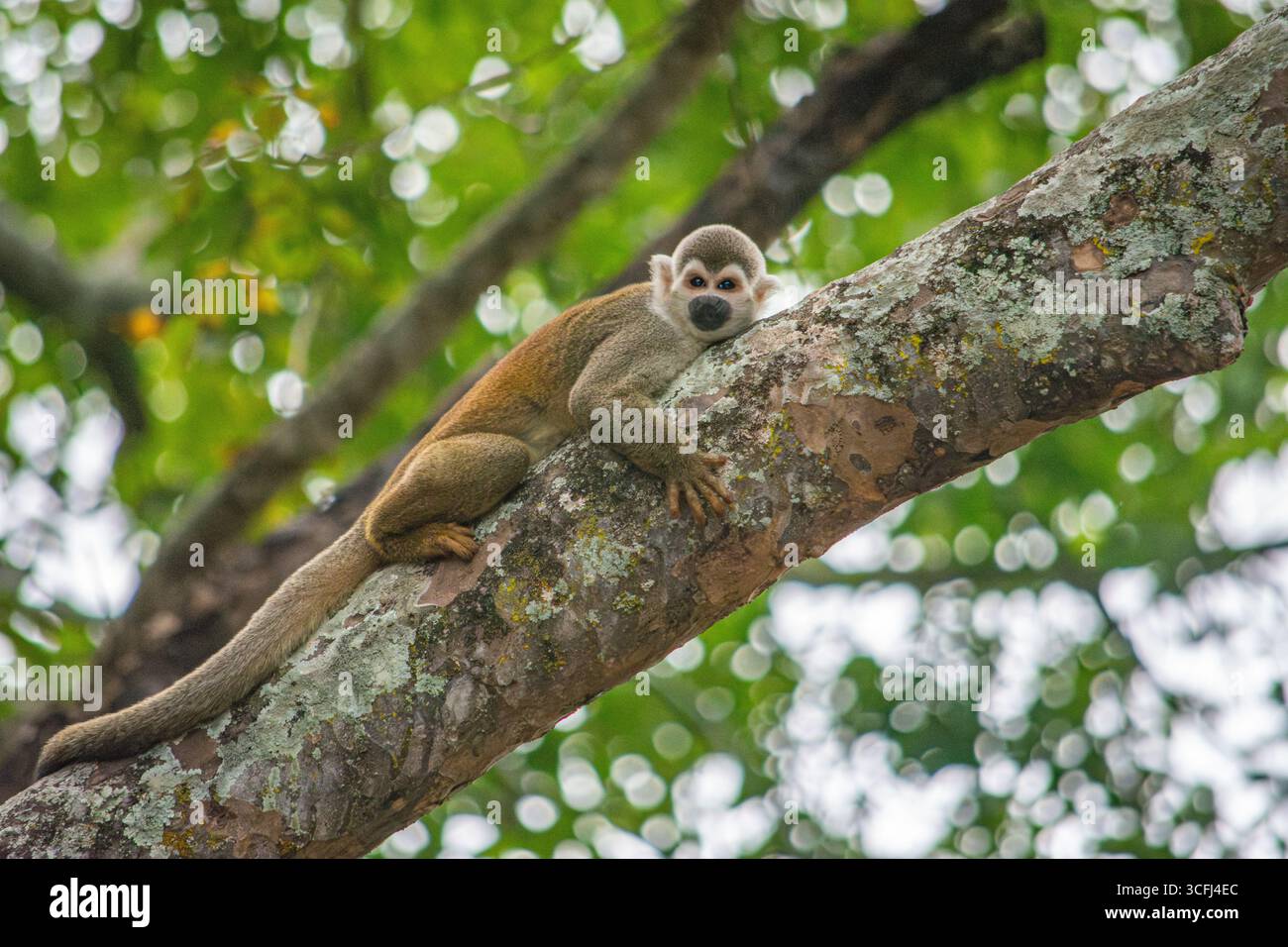Ein Eichhörnchenaffe, der sich auf einem Baumzweig in Tolima, Kolumbien, entspannt und die lokale Tierwelt und die üppige natürliche Umgebung präsentiert. Stockfoto Ein Eichhörnchenaffe, der sich auf einem Baumzweig in Tolima, Kolumbien, entspannt und die lokale Tierwelt und die üppige natürliche Umgebung präsentiert. Stockfoto