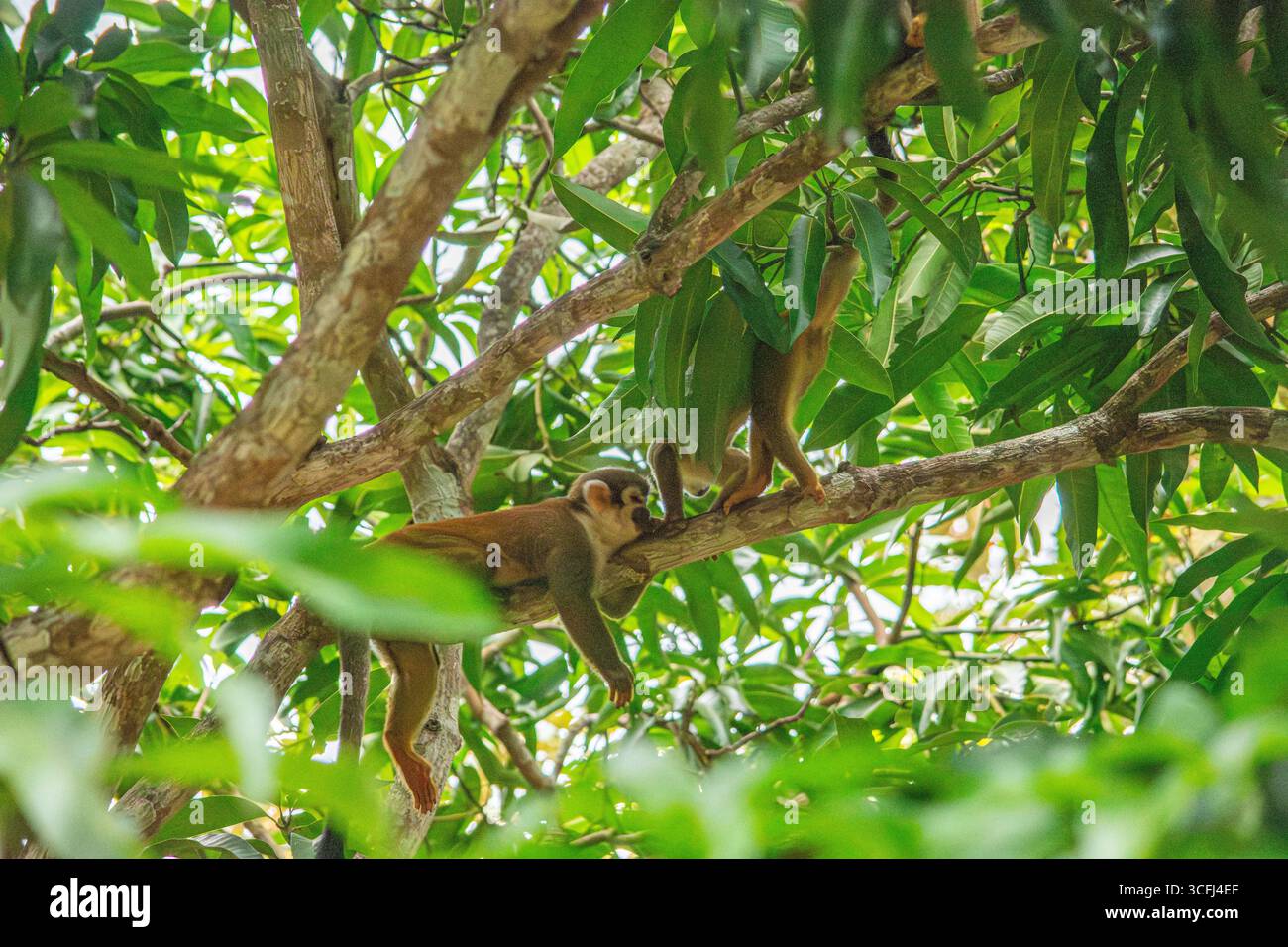 Zwei Eichhörnchenaffen ruhen zwischen üppig grünen Blättern in Tolima, Kolumbien, und zeigen die Bemühungen um die Wiedergewinnung von Wildtieren in einem natürlichen Lebensraum. Stockfoto Zwei Eichhörnchenaffen ruhen zwischen üppig grünen Blättern in Tolima, Kolumbien, und zeigen die Bemühungen um die Wiedergewinnung von Wildtieren in einem natürlichen Lebensraum. Stockfoto
