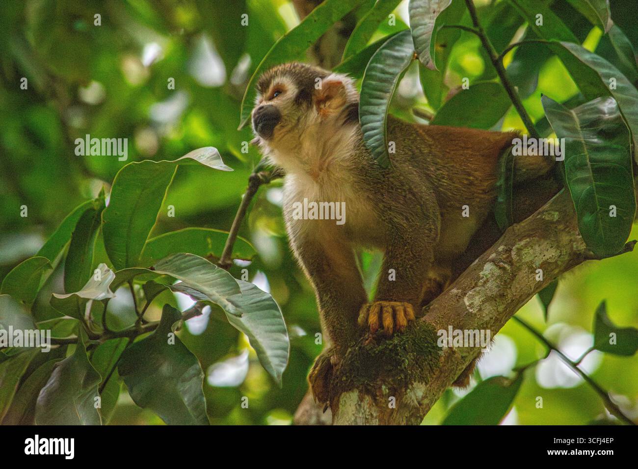 Ein Affe, der auf einem Baumzweig inmitten üppiger Grünflächen in Tolima, Kolumbien, thront und die Schönheit der Bemühungen um die Wiedergewinnung von Wildtieren zeigt. Stockfoto Ein Affe, der auf einem Baumzweig inmitten üppiger Grünflächen in Tolima, Kolumbien, thront und die Schönheit der Bemühungen um die Wiedergewinnung von Wildtieren zeigt. Stockfoto