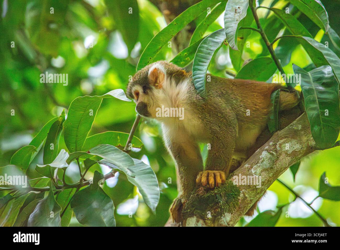 Ein Eichhörnchenaffe auf einem Baumzweig, umgeben von leuchtend grünen Blättern in Tolima, Kolumbien, zeigt die Bemühungen um die Wiedergewinnung von Wildtieren. Stockfoto Ein Eichhörnchenaffe auf einem Baumzweig, umgeben von leuchtend grünen Blättern in Tolima, Kolumbien, zeigt die Bemühungen um die Wiedergewinnung von Wildtieren. Stockfoto