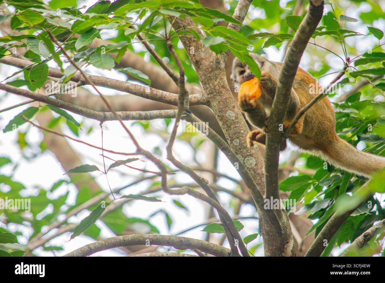 Ein wilder Affe isst Früchte, während er auf einem Baum sitzt und zeigt die reichen Bemühungen um die Wiedergewinnung der Fauna in Tolima, Kolumbien. Stockfoto