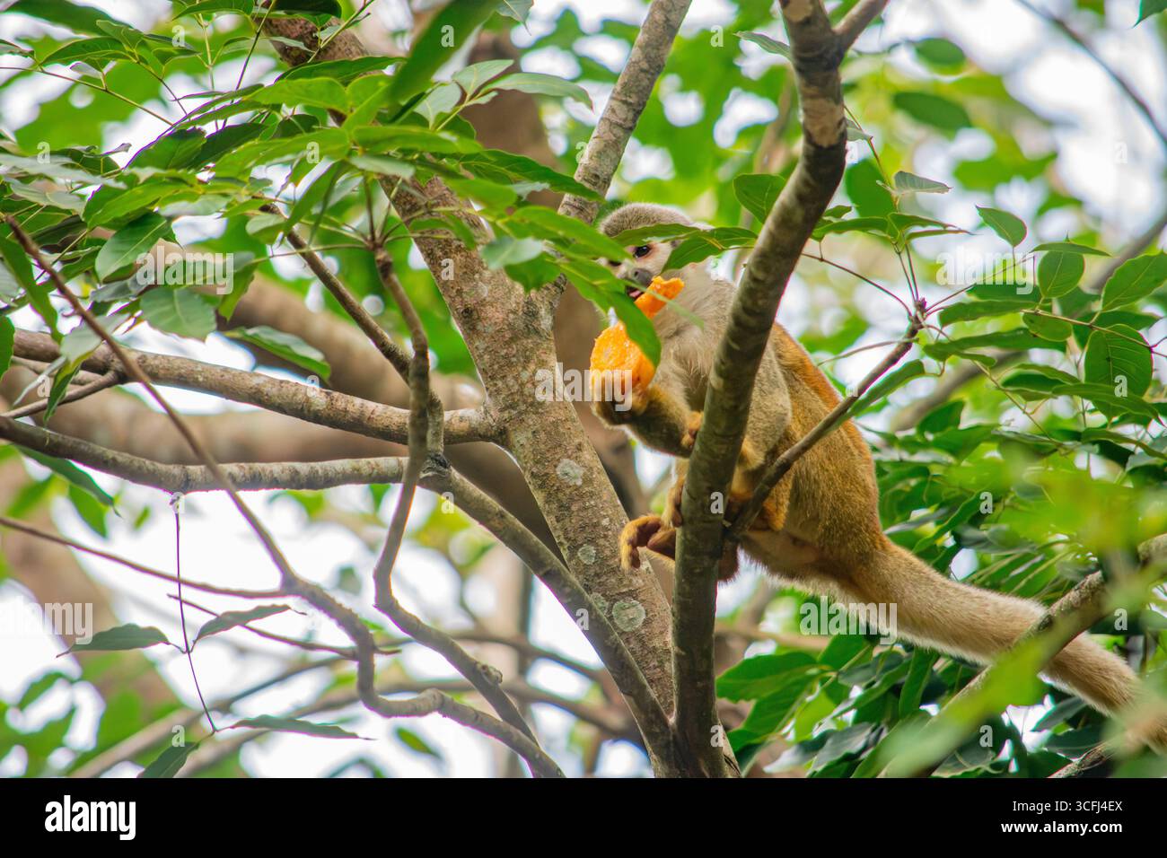 Ein Eichhörnchenaffe genießt einen Snack zwischen üppig grünen Blättern in Tolima, Kolumbien, und zeigt die Bemühungen um die Wiedergewinnung von Wildtieren in der Natur. Stockfoto Ein Eichhörnchenaffe genießt einen Snack zwischen üppig grünen Blättern in Tolima, Kolumbien, und zeigt die Bemühungen um die Wiedergewinnung von Wildtieren in der Natur. Stockfoto