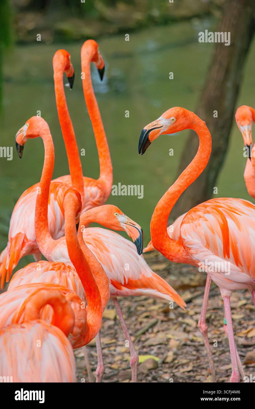Eine Gruppe lebendiger Flamingos versammelte sich in der Nähe einer Wasserquelle in Tolima, Kolumbien, und zeigt die Erholung der Tierwelt und die Schönheit der Natur. Stockfoto Eine Gruppe lebendiger Flamingos versammelte sich in der Nähe einer Wasserquelle in Tolima, Kolumbien, und zeigt die Erholung der Tierwelt und die Schönheit der Natur. Stockfoto