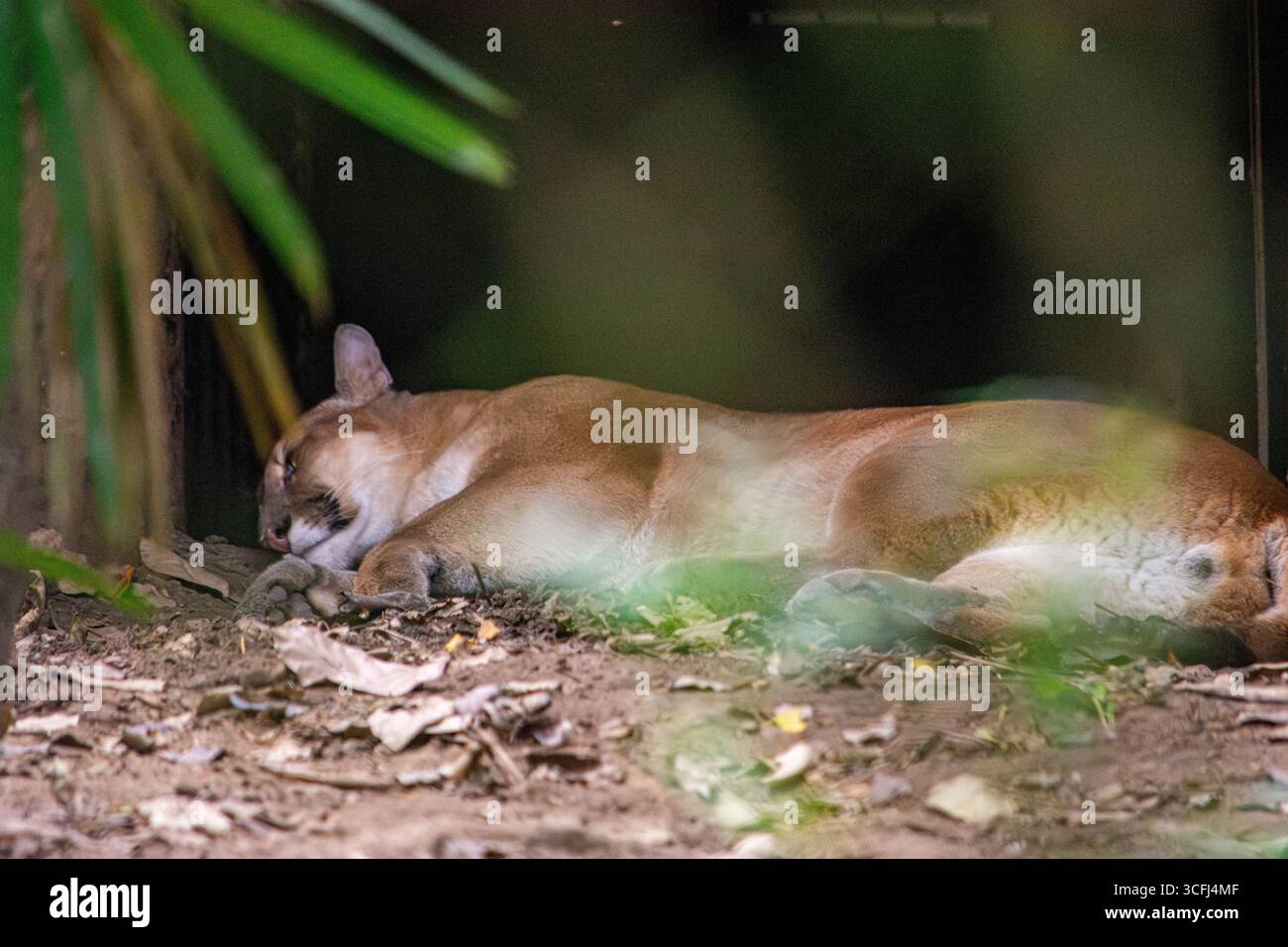 Ein ruhiges Bild eines schlafenden Wildtieres in Tolima, Kolumbien, das die Erholung der Wildtiere in einem natürlichen Lebensraum zeigt. Stockfoto Ein ruhiges Bild eines schlafenden Wildtieres in Tolima, Kolumbien, das die Erholung der Wildtiere in einem natürlichen Lebensraum zeigt. Stockfoto