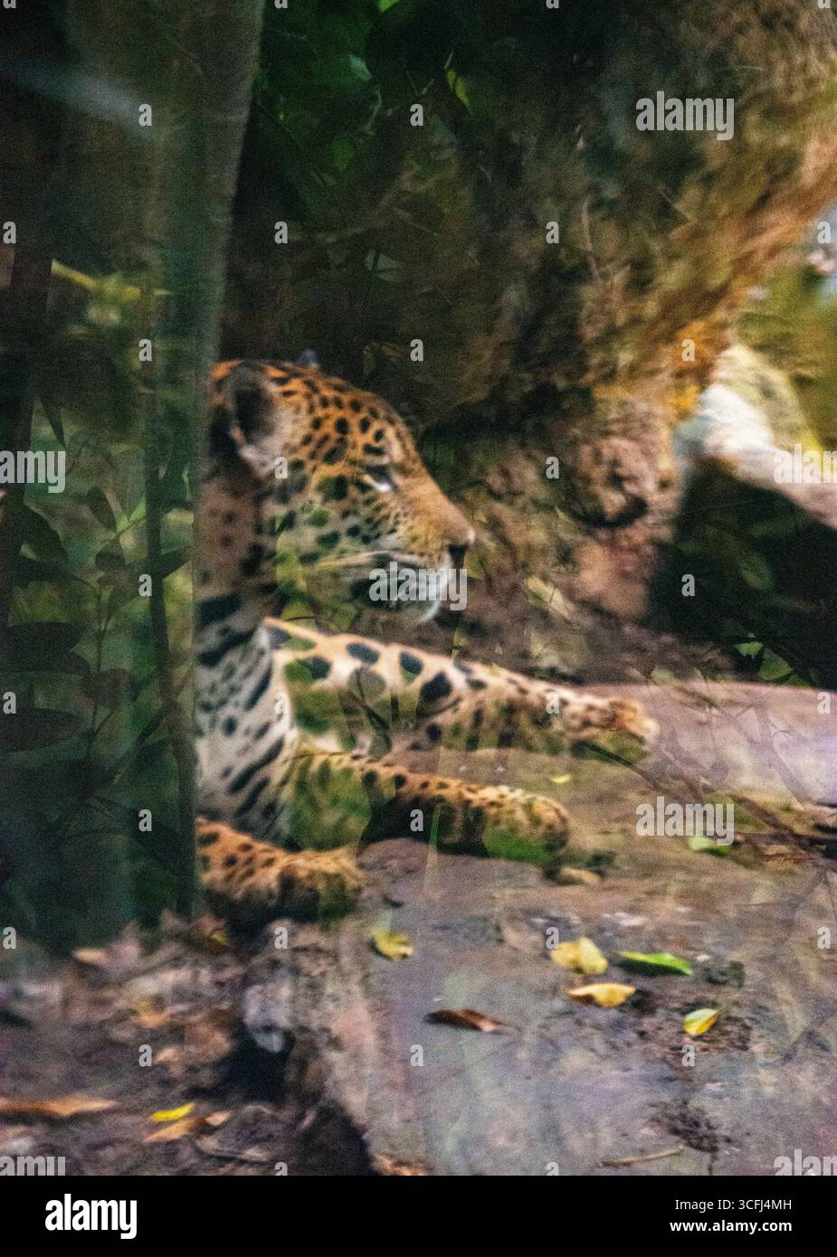 Ein ruhiger Moment, der von einem jaguar in einem Wildtiererholungszentrum in Tolima, Kolumbien, aufgenommen wurde, um die Bemühungen um den Schutz der Tierwelt zu fördern. Stockfoto
