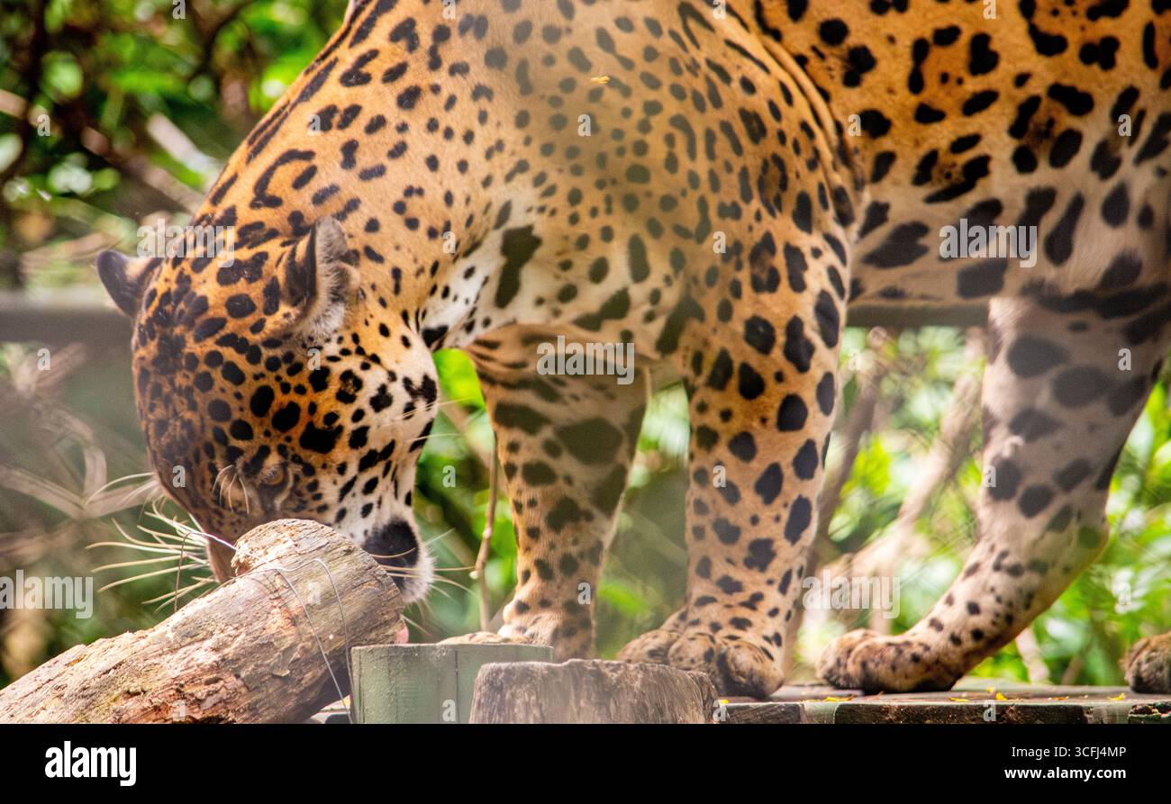 Ein majestätischer jaguar erkundet seinen Lebensraum in einem Wildlife Recovery Center in Tolima, Kolumbien, und repräsentiert die reiche Artenvielfalt der Region. Stockfoto Ein majestätischer jaguar erkundet seinen Lebensraum in einem Wildlife Recovery Center in Tolima, Kolumbien, und repräsentiert die reiche Artenvielfalt der Region. Stockfoto